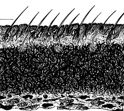 hairsheep-cross-section